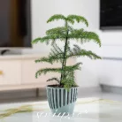 Serinova Virágtartó+Betét 18 cm Piano