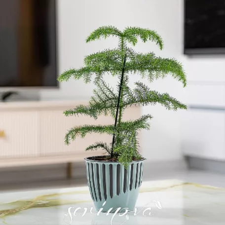 Serinova Virágtartó+Betét 18 cm Piano