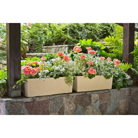Balkonláda Rattan Hatású 56 Cm Begonia 625