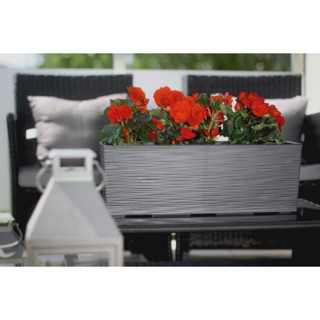 Balkonláda 56 Cm Begonia 627