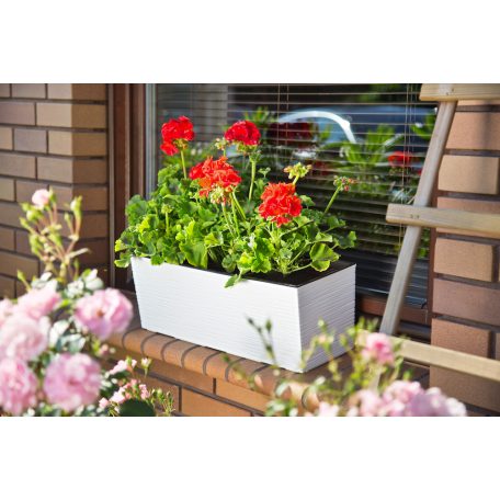 Balkonláda 56 Cm Begonia 627