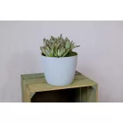 Virágtartó Kaspó Magnolia Jumper 16 Cm 752 