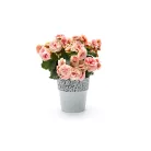 Virágtartó Kaspó Rosa 14,5 cm 657
