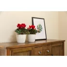 Virágtartó Kaspó Magnolia Jersey 14 cm 731