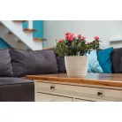 Virágtartó Kaspó Magnolia Jersey 19 cm 733