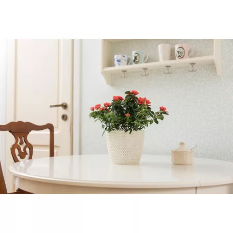 Virágtartó Kaspó Magnolia Jersey 11 cm 730