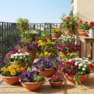 Virágtál 25 Cm Eolia 5525
